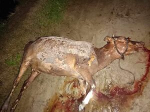 The Silence of the Lambs: Hindus facing terror of Islamic radicals 3 The Silence of the Lambs: Hindus facing terror of Islamic radicals -