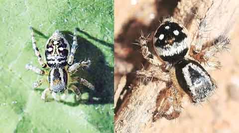 2 new spider species found in DNP Jaisalmer, Wild Sanctuary Wayanad