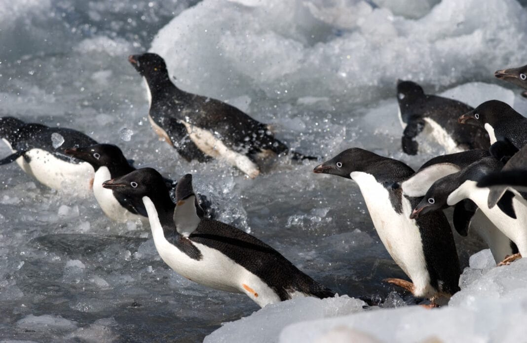 Adelie penguin population sees rapid decline: Scientists