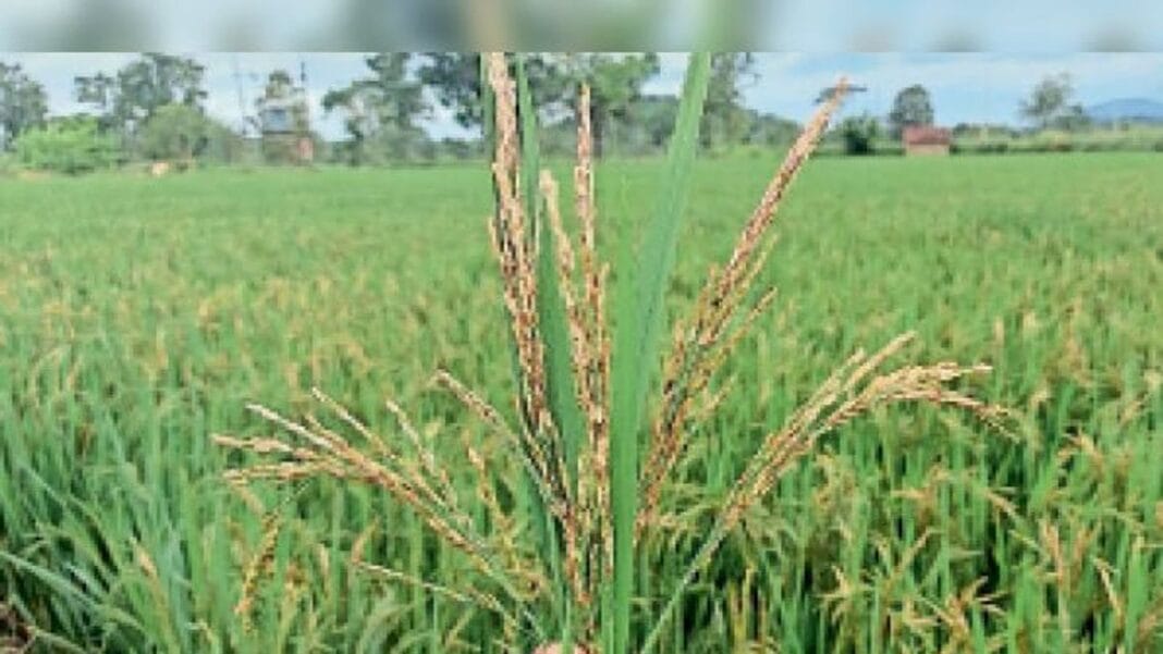 Invisible spider attacks Chhatisgarh agricultural lands, destroys paddy crops
