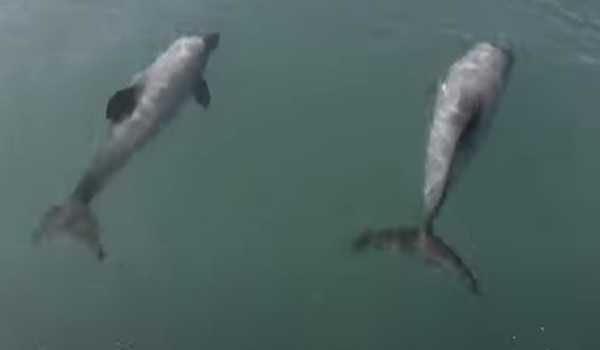 NZ’s new plan to protect Hector’s dolphins