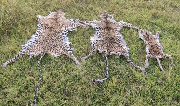 Odisha STF arrest three wildlife criminals, seize leopard skin