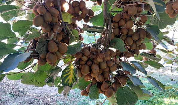 Kashmiri farmer grows Kiwi