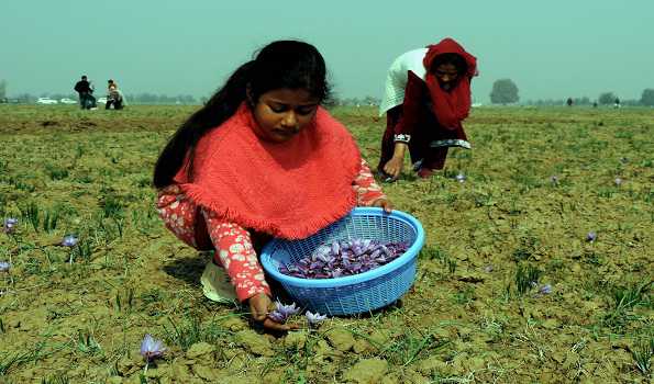 Saffron production up 30 pc in Kashmir