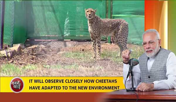Contest to be held to name Cheetahs