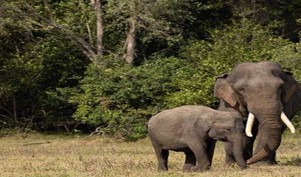 SL spends Rs. 2,800 mn on elephants