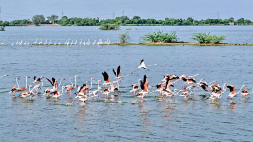 Delay in ERCP, lakes shrinking, birds searching for new places