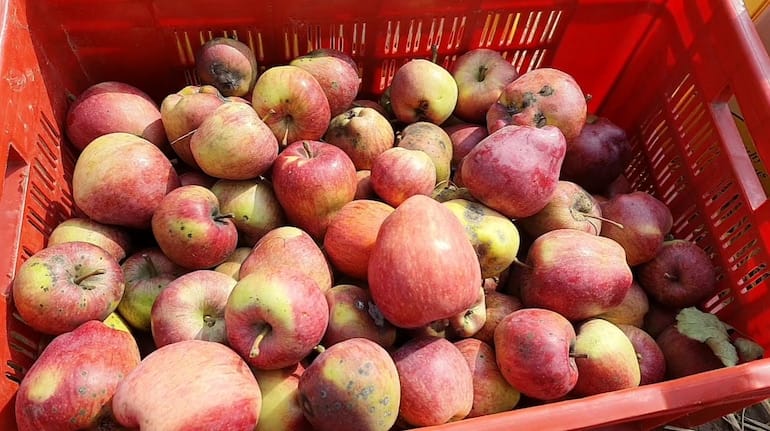 Kashmiri apples rotting on Jammu-Srinagar highway