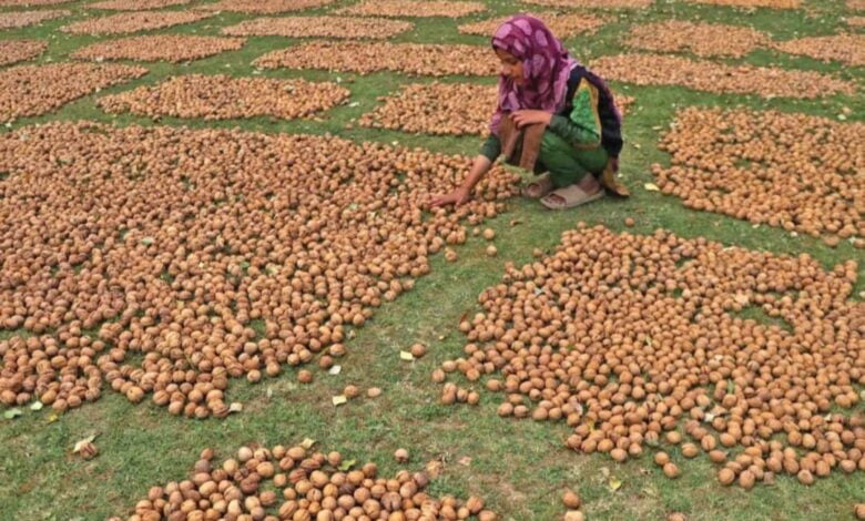 Foreign walnuts import threat to Kashmir walnut industry.