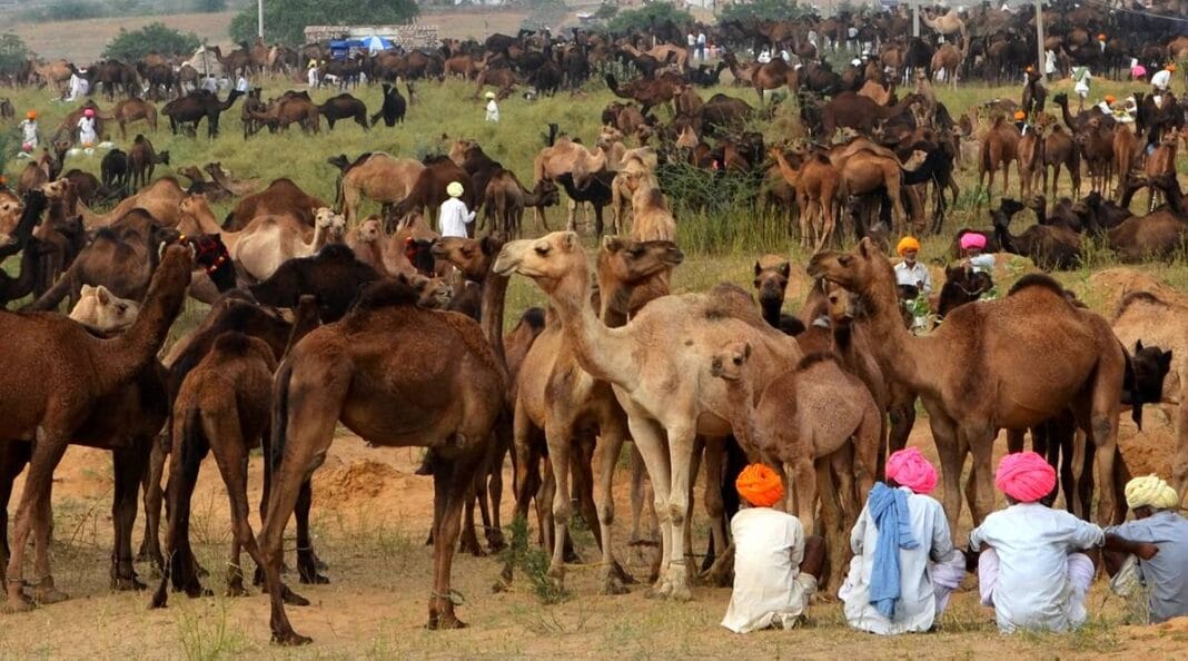 Pushkar animal fair being set up despite ban