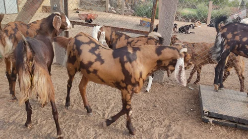 Goat-farming augments in Ajmer, startup shows huge potential