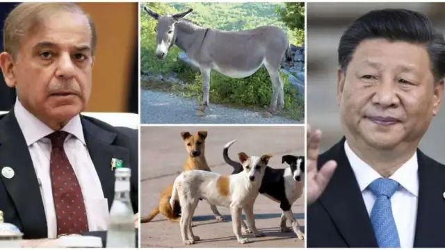 China shows interest in Pakistani donkeys and dogs