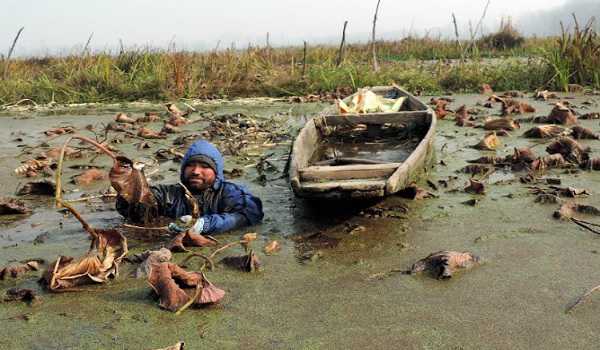 Kashmir man spends hours in freezing waters to extract Lotus stems for living