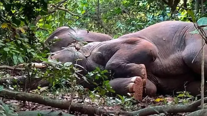 Elephants sleep for hours after drinking county liquor in Odisha