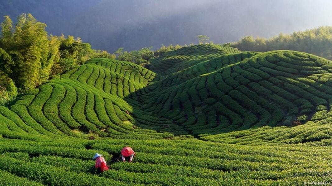 Darjeeling’s tea gardens at risk due to climate, cheap Nepal tea