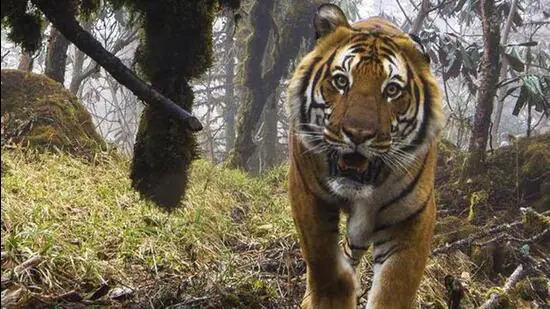 Deaths due to tiger attacks in Maharashtra go up by 1600%