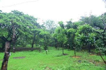 The Aarey Car Depot Conundrum: HC paves way for Mumbai Metro Line 3 Car Shed