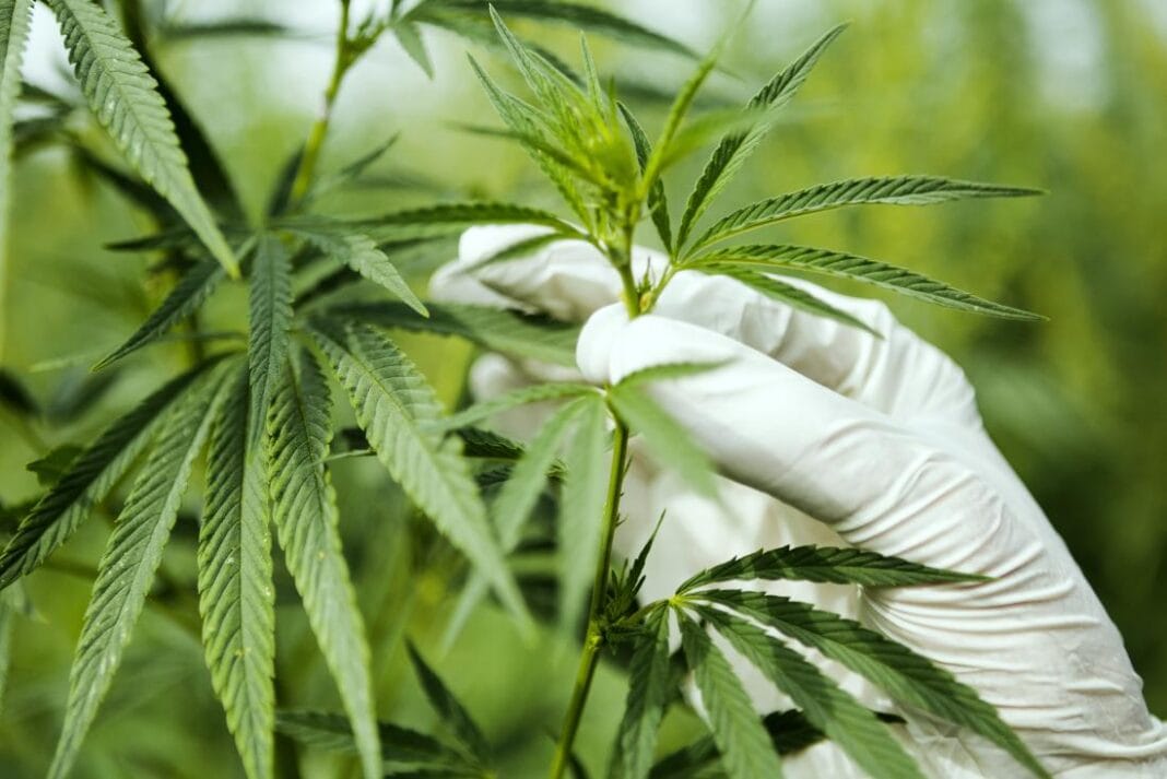 Marijuana addiction rather than alcoholism increases in American minors