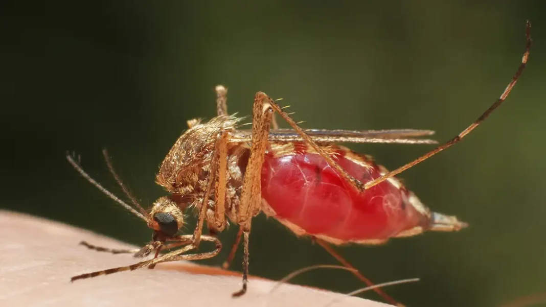 Malaria changes form, now cannot be diagnosed with tests