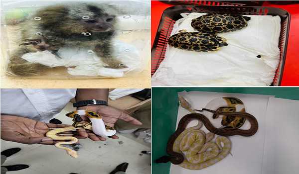 Exotic species smuggled from Bangkok seized at airport
