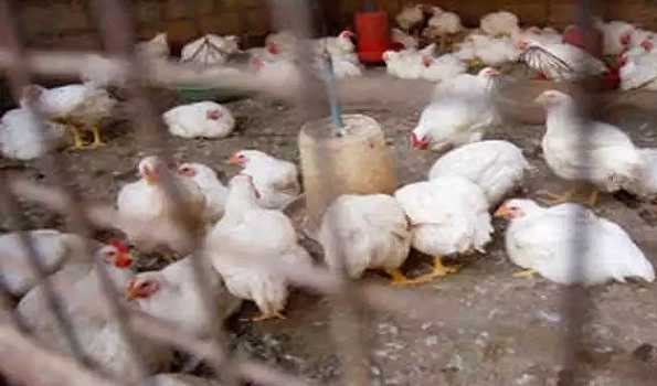 Japan detects new Bird Flu outbreak: Reports