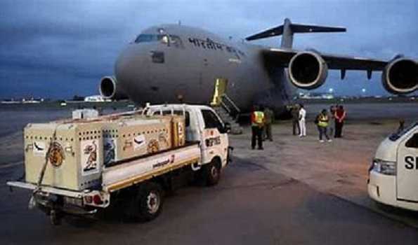12 South African cheetahs arrive in MP