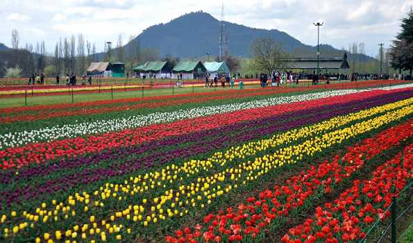 Asia’s largest Tulip garden in Srinagar will showcase 4 new varieties this year