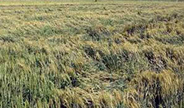 Unseasonal rains damage Rabbi crops and orchids