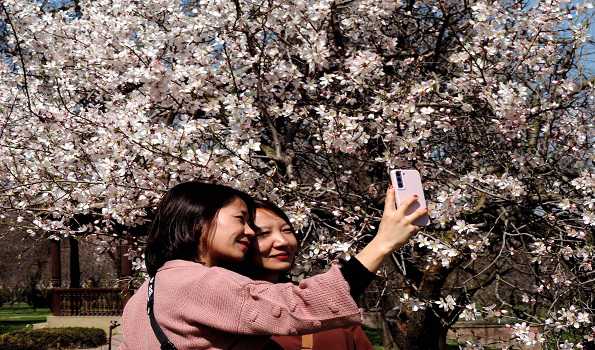 Blossomed almond trees at Badamwari attracts tourists in Srinagar