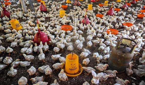 Japan’s Hokkaido prefecture to cull over 500,000 chickens due to new bird flu outbreak