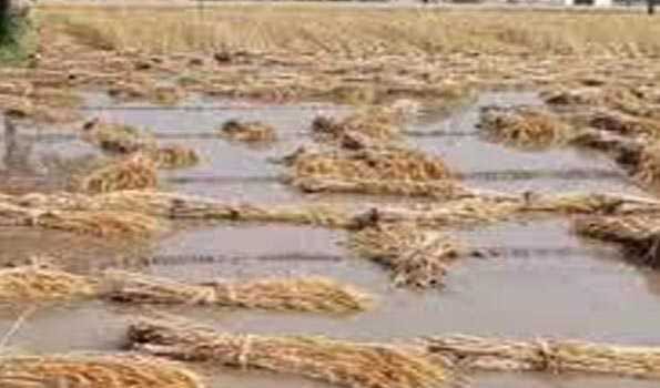 Mah. Govt. released above Rs 177 cr as compensation to rain affected farmers