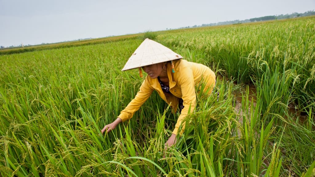 Main food source rice yields falling in Asia, Africa