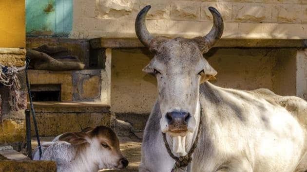 Does Beef eating have an impact on Climate?