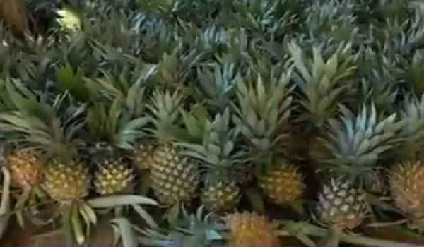 Tripura’s pineapple and 12 other produces get GI tag