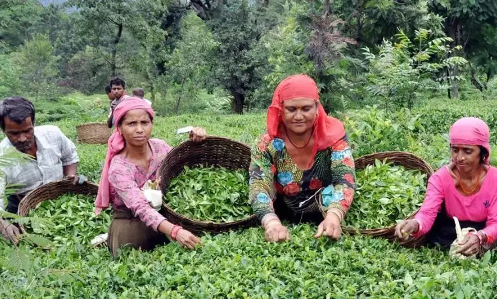 Kangra Tea becomes country’s 2nd protected GI registered under European countries: CM