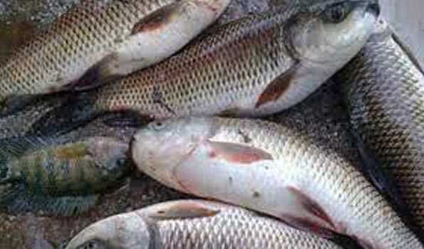 Tripura to invest Rs 20.67 Cr for fish production
