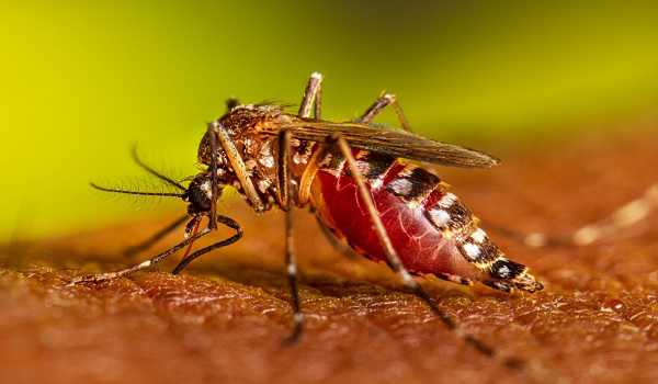 Bangladesh’s dengue death toll hits 201