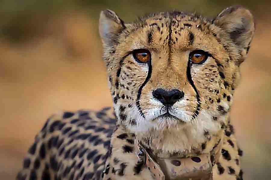 One more cheetah dies at MP’s Kuno National Park
