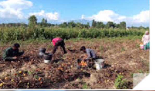 Tomato production yielding huge income to Kashmiri farmers