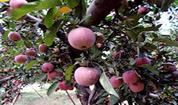 Unfavourable weather, scab disease axes 50 pc Apple production in Kashmir