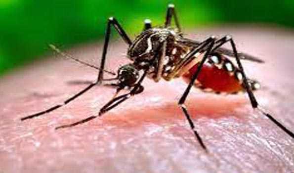 Bangladesh’s dengue cases soar to 119,133 with 569 deaths
