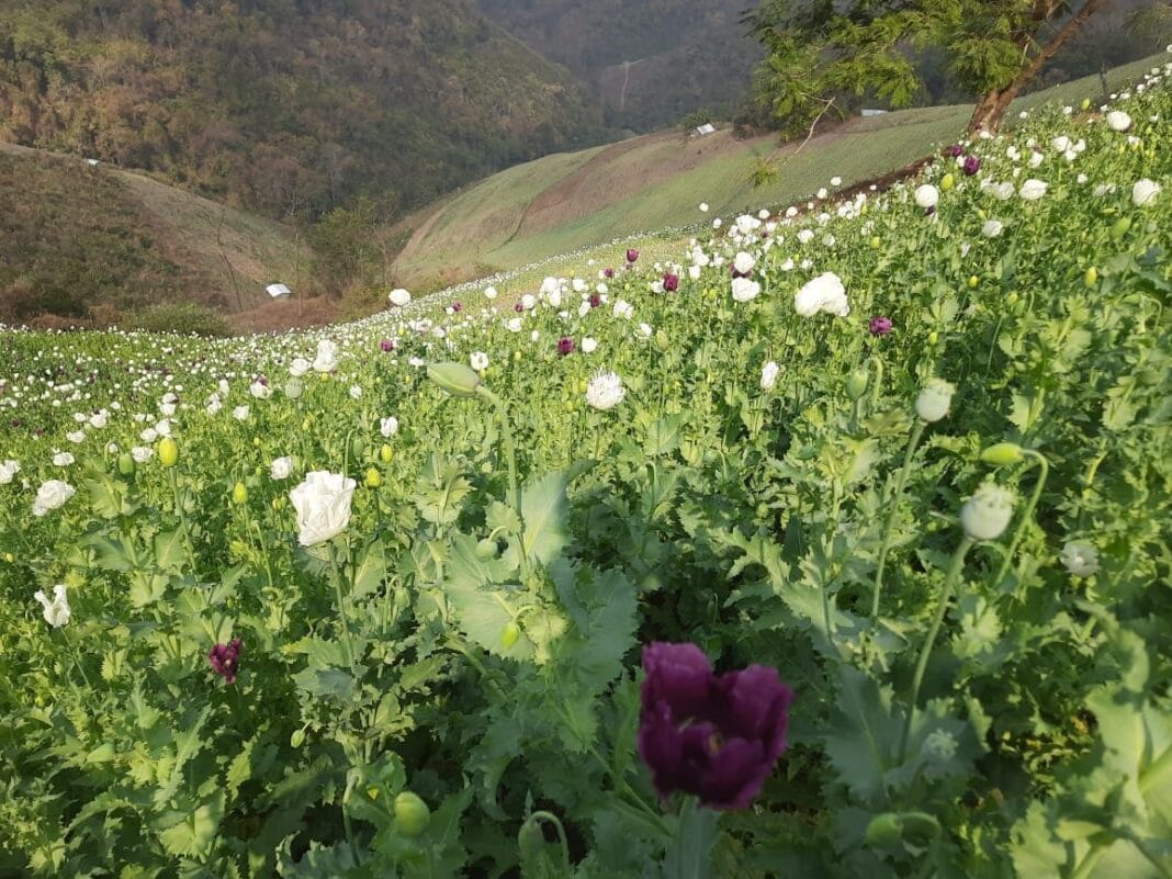 Golden Triangle, Myanmar & Manipur – The tale of a dirty drug syndicate