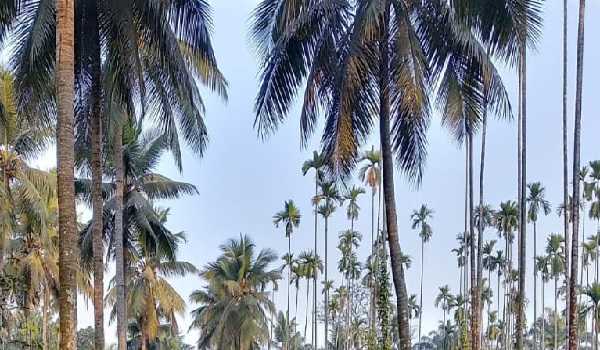 Shobha Karandlaje to inaugurate World Coconut Day in Kasaragod