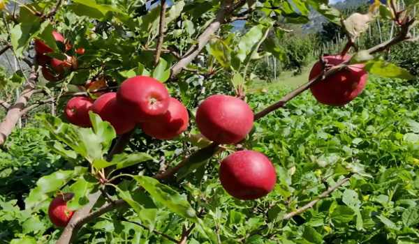 Apple and vegetable growers seek loan waiver