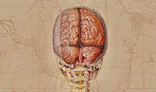 Scientists unveil detailed cell maps of human brain, nonhuman primate brain