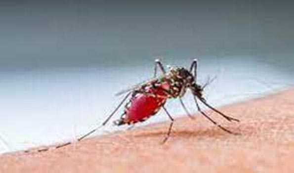 IIT Mandi & DBT-inStem unveil biochemistry behind resilience of dengue mosquito eggs