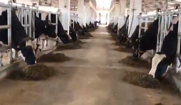 Alamadhi Semen Station to supply over 10 mn semen does for dairy farmers in various states