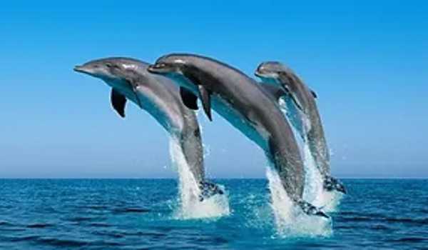 TN to implement Project Dolphin to save the species, improve population, issues GO