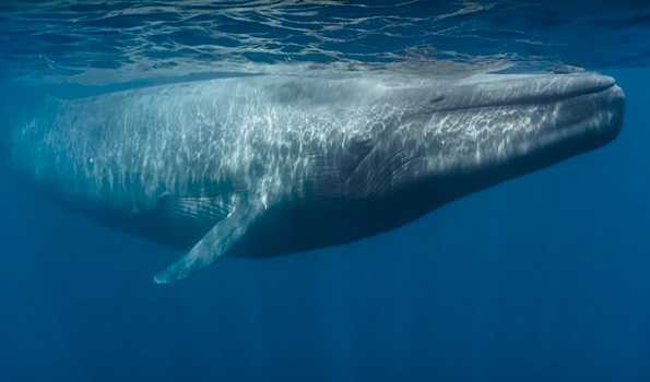 Climate change delaying blue whale migration: expert