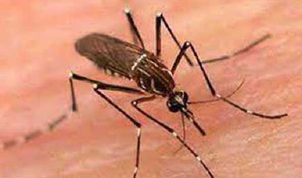 Bangladesh’s dengue cases soar past 300,000 with 1,549 deaths